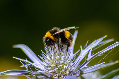 Close-up of bee on flower