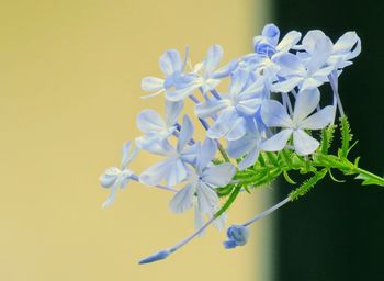 Close-up of white flowering plant against yellow background