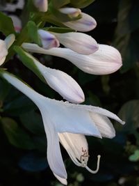 Close-up of white flowering plant