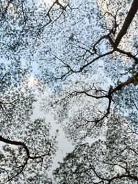 Low angle view of cherry blossoms against sky