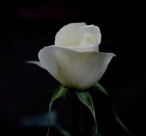 Close-up of white rose against black background