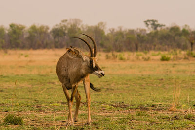 Horned animal standing on field