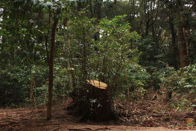 Trees in forest