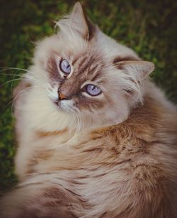 Close-up portrait of cat relaxing at home