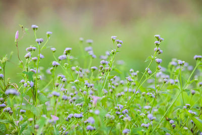 Close-up of flowers blooming in field