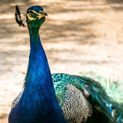 Close-up of a peacock