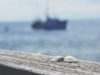 Close-up of shells on beach