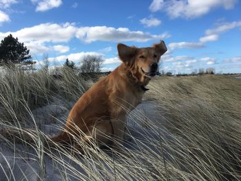 Portrait of dog on field against sky