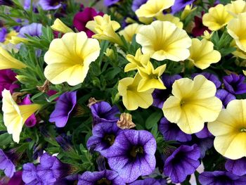 Close-up of yellow flowering plants