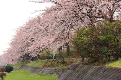 Close-up of cherry blossoms