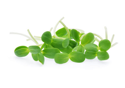 Close-up of green plant against white background