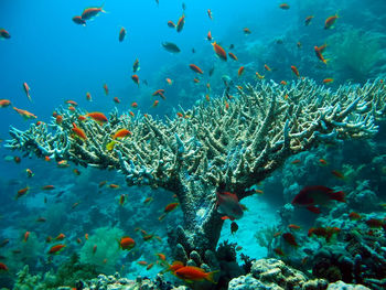 Fish swimming in sea