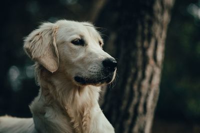 Close-up of golden retriever looking away