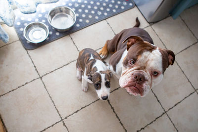 High angle portrait of dog on floor