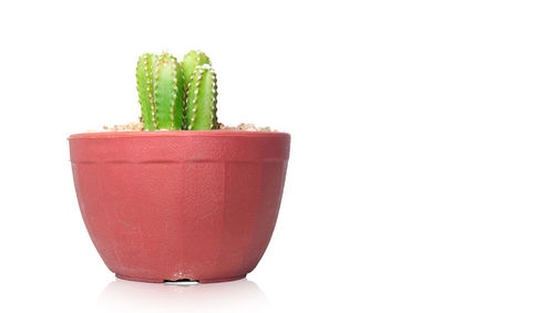 Close-up of drink against white background