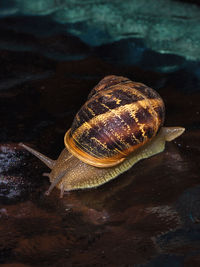 Close-up of snail on rock