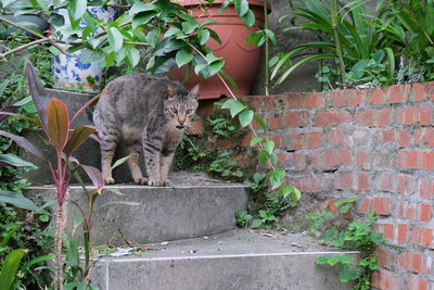 View of a cat against wall