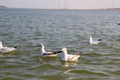 Ducks swimming in sea