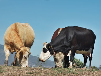 Cows on field against clear sky
