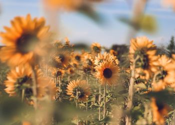 Strong yellow sunflowers blossoming in a field during a warm summer evening.