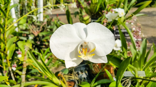 Close-up of white rose flower