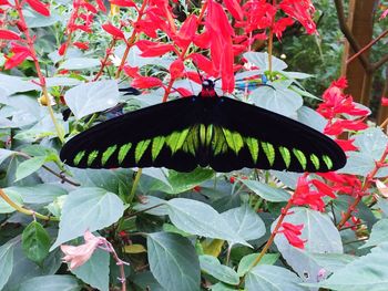 Close-up of butterfly on plant