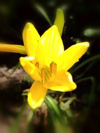 Close-up of yellow flower