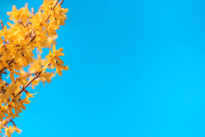 Low angle view of flowering plant against blue sky