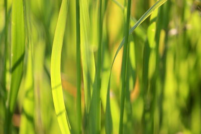 Full frame shot of green grass