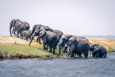 Elephants drinking water