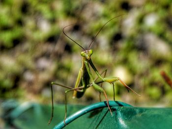 Close-up of praying mantis 