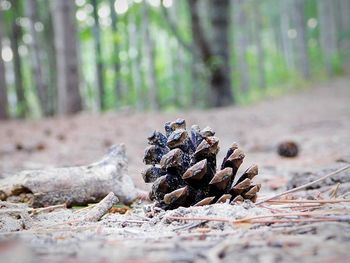 Close-up of pine cone on wood in forest