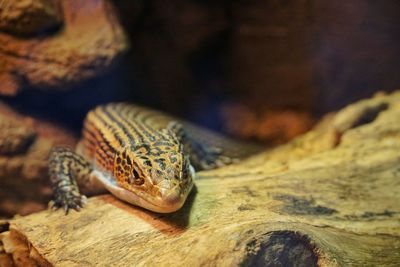 Close-up of lizard on rock