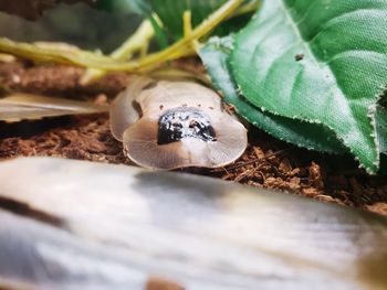 Close-up of insect on leaf