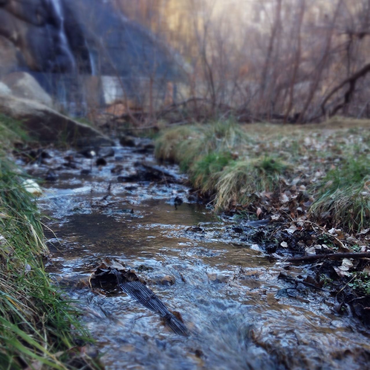 water, stream, tranquility, nature, tranquil scene, forest, beauty in nature, river, scenics, tree, grass, surface level, lake, outdoors, day, selective focus, plant, non-urban scene, growth, no people