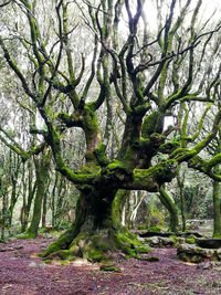 Trees in forest