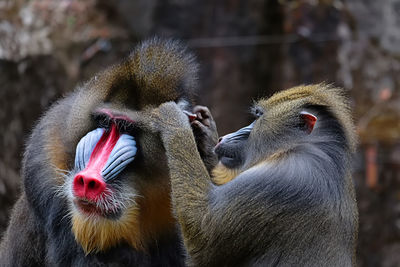 Close-up of a monkey