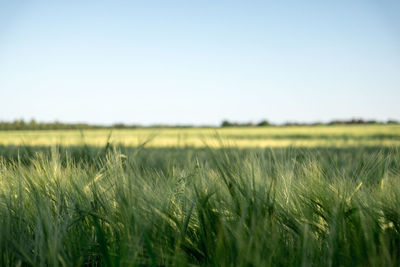 Wheat field against clear sky