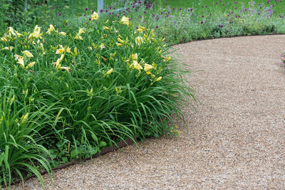 Plants growing on field