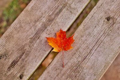 Close-up of maple leaf on wood