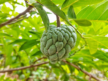 Close-up of fruit growing on tree