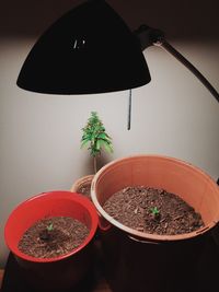 High angle view of potted plant on table against wall