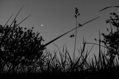 Close-up of silhouette plants against clear sky