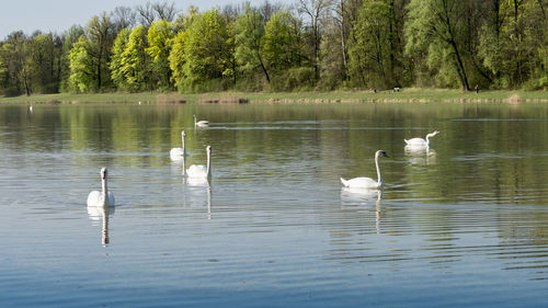 Ducks floating on lake