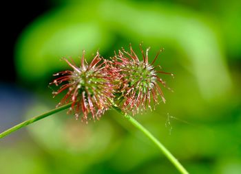 Close-up of flower buds