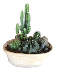 Close-up of succulent plant against white background