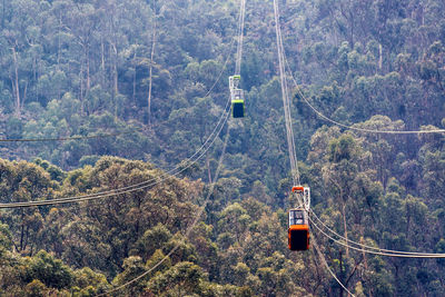 Overhead cable cars over trees in forest