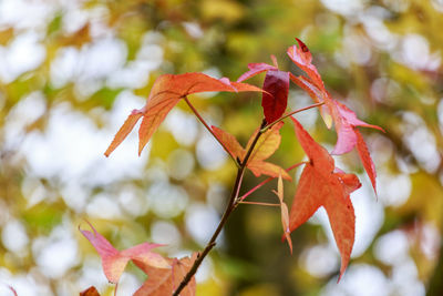 Close-up of autumnal leaves against blurred background