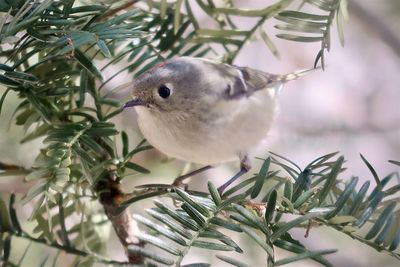 Chickadee sitting on a branch