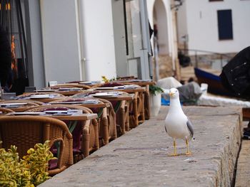 Seagull perching on chair